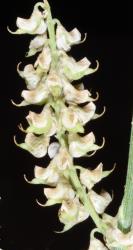 Image: P.B. Heenan © Landcare Research 2014 